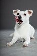 Cute and funny white jack russell dog isolated on grey.