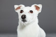 Cute and funny white jack russell dog isolated on grey.