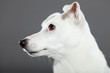 Cute and funny white jack russell dog isolated on grey.