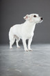 Cute and funny white jack russell dog isolated on grey.