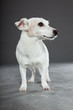 Cute and funny white jack russell dog isolated on grey.