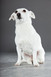 Cute and funny white jack russell dog isolated on grey.