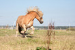 Haflinger