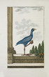 Purpurhuhn