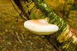 Tinder fungus