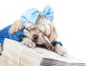 Foto: Maltese Terrier Girl Maltese Terrier Girl