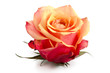 Rosenblüte