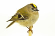 Wintergoldhähnchen