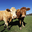 portrait of brown cows