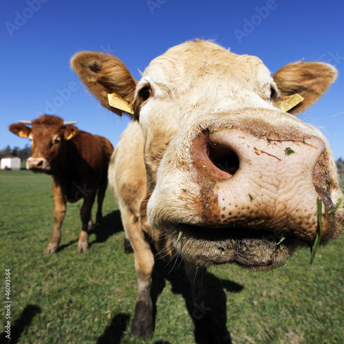 Photo: brown cows brown cows