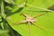 Spinne frisst Käffer