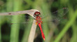 Libelle