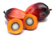 Oil palm fruit