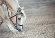 Photo: Horse Horse