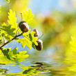 Herbstsonne, Eicheln, Laub und Wasser