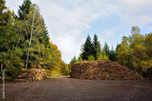 Photo: Stock de grumes Stock de grumes