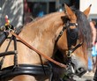 Cheval à la cavalcade