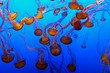 Jellyfishes in Monterey