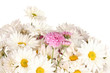 bouquet of daisies isolated on white