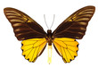 Photo: Malaya birdwing butterfly Malaya birdwing butterfly