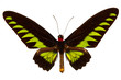 Photo: Green butterfly, Isolated on white background Green butterfly, Isolated on white background