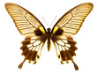 Photo: Great mormon butterfly Great mormon butterfly