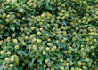 Efeu mit Blütenstand - Hedera helix