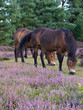 Exmoor Ony Grazing