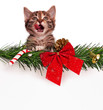 Cute kitten