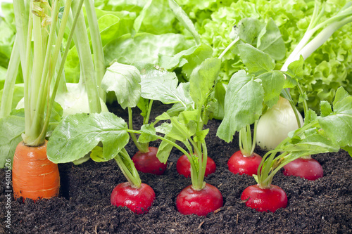 Photo: Vegetables mixed assortment growing in the garden Vegetables mixed assortment growing in the garden