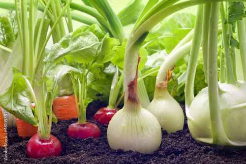 Photo: Vegetables mixed assortment growing in the garden Vegetables mixed assortment growing in the garden