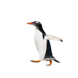 gentoo penguin over white background