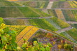 Weinberge