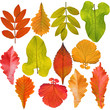 Photo: collection of tree leaves isolated on white background collection of tree leaves isolated on white background