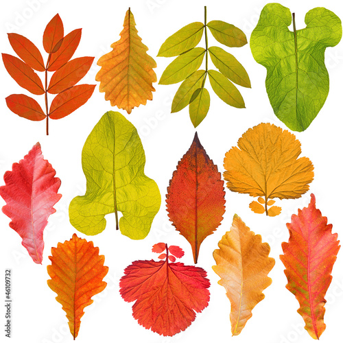 Photo: collection of tree leaves isolated on white background collection of tree leaves isolated on white background