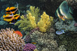 Photo of a coral colony
