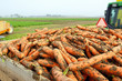 harvest of carrots