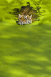 Photo: Swimming tiger Swimming tiger