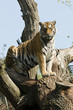 Photo: Tiger on tree Tiger on tree