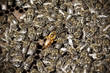 Macro shot of bees