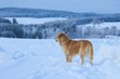 Hund Im Schnee