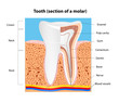 Human Tooth structure. Vector