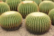A cluster of prickly pears