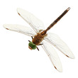 dragonfly isolated on white background