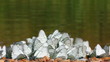 many white butterflies  - aporia crataegi