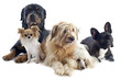 five dogs