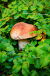 Edible boletus and leaves. Selective focus on cap mushroom