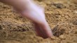 Plant a bud