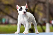 American Staffordshire terrier puppy