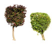 Green and dark purple trees isolated on white.